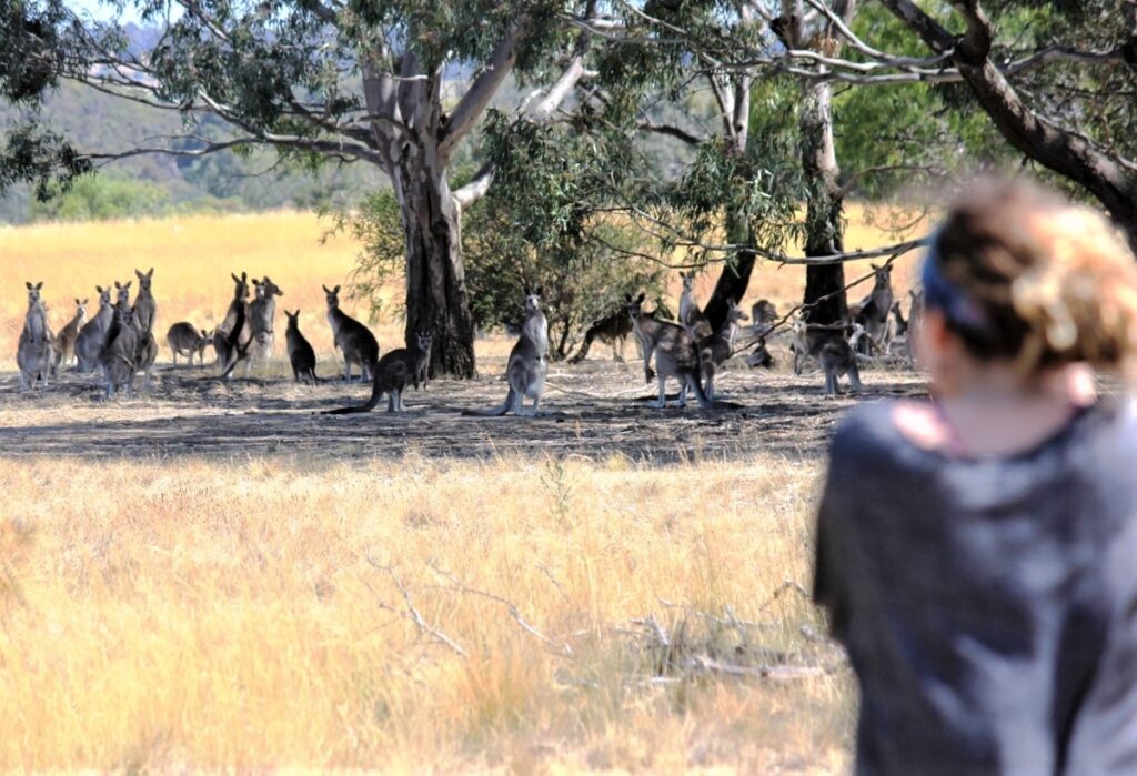 Kangaroos in the outback. Feel-good and free (or nearly): unique Melbourne activities you’ll love in 2025
