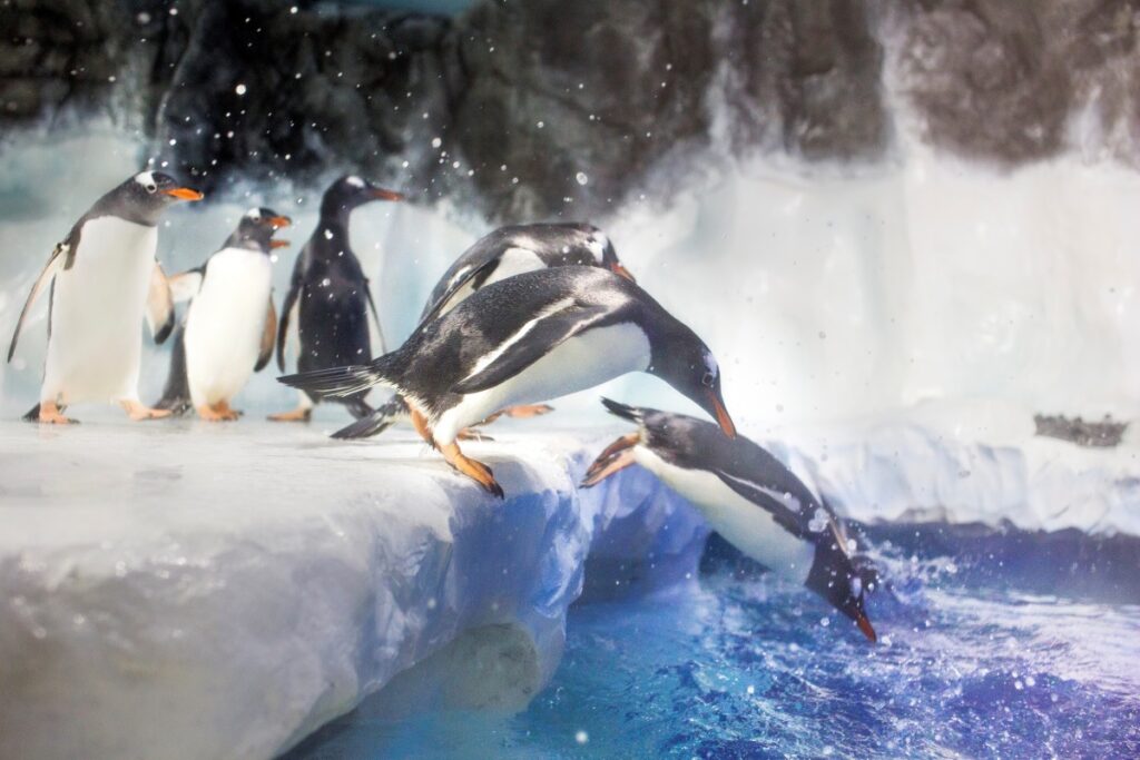 penguins jumping into water. Top 7 family activities in Melbourne this Winter 